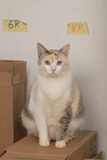 Speed Photo Studio